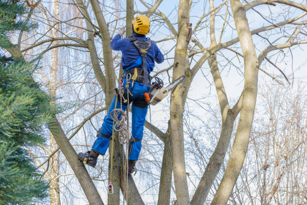 Best Hedge Trimming  in Troy Hills, NJ