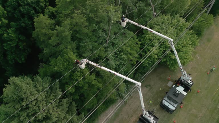  Troy Hills, NJ Tree Removal Pros