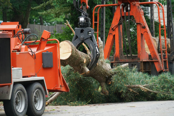 Grass Overseeding